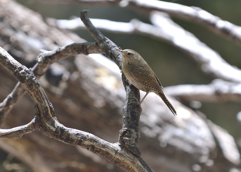 House Wren