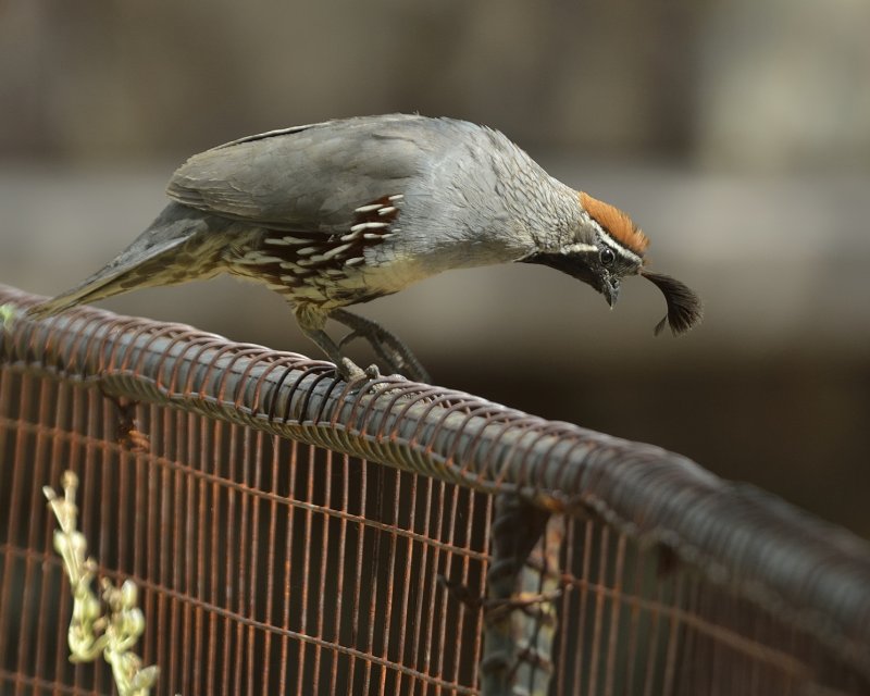 Gambels Quail (Male)