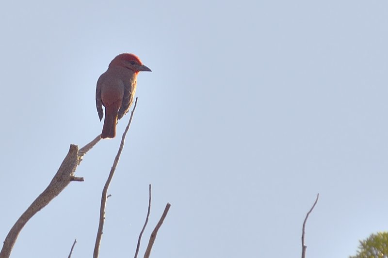 Hepatic Tanager (Male)