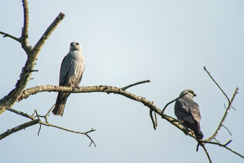 Pair of Mississippi Kites