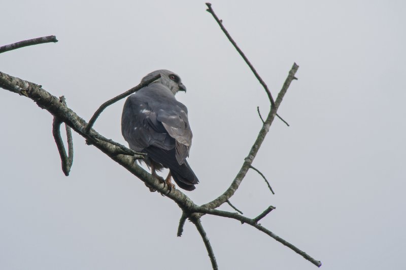 Mississippi Kite (Female)