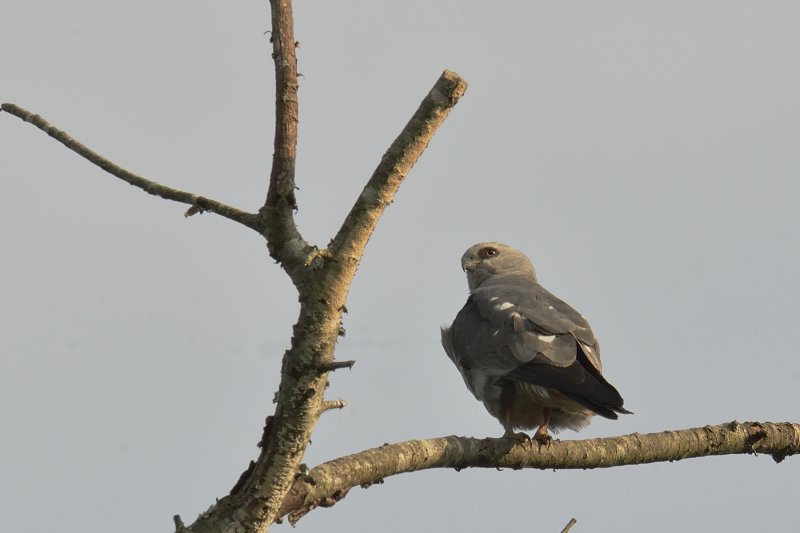 Mississippi Kite (Female)