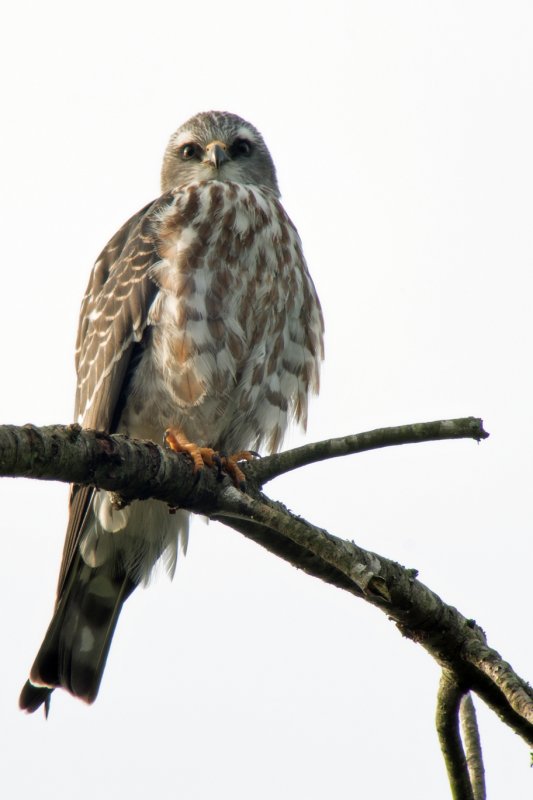 Mississippi Kite (Juvenile)