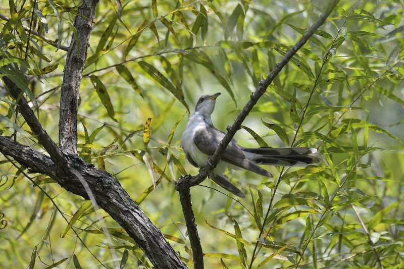 Yellow-billed Cuckoo