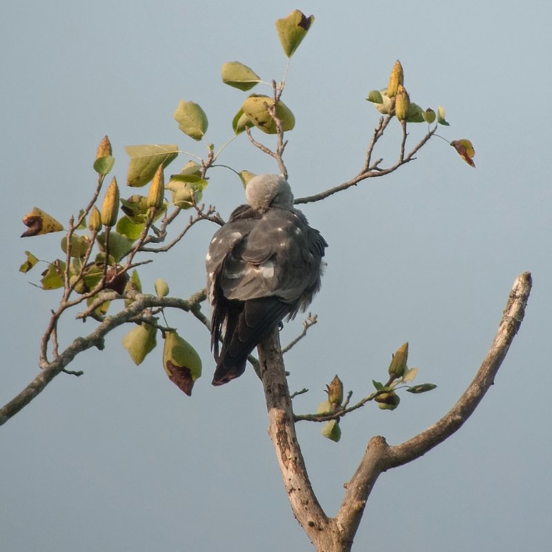 Mississippi Kite (Female)