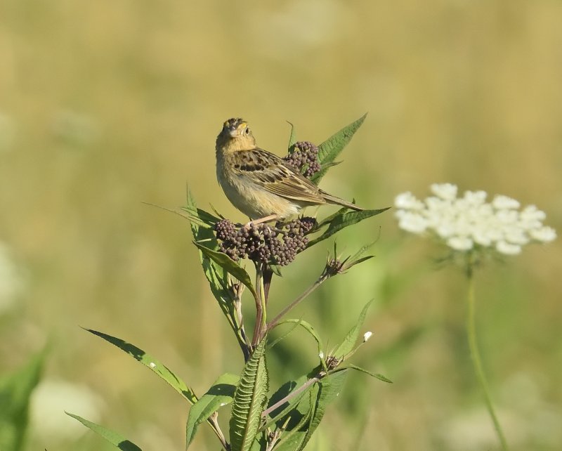Grasshopper Sparrow