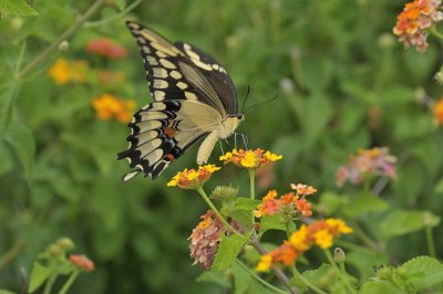 Giant Swallowtail Butterfly