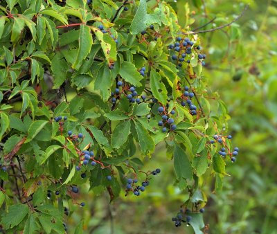 Blue Berries - Evergreen Bush