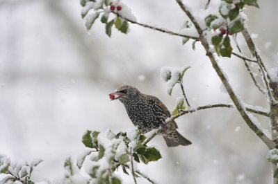 European Starling