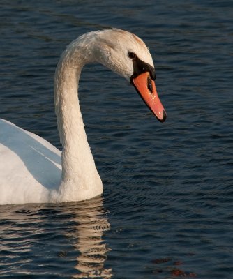 Mute Swan