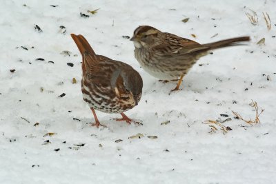 Fox Sparrow with White-throated Sparrow