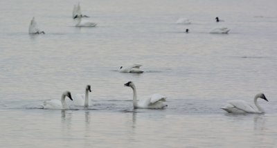 Tundra Swans