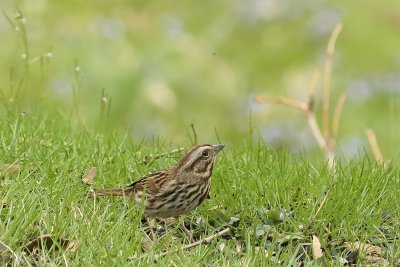 Nicely Marked Sparrow