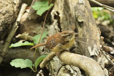 Carolina Wren