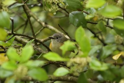 American Redstart Warbler (Female)