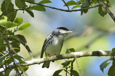 Blackpoll Warbler (Male)