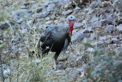 Gould's Wild Turkey