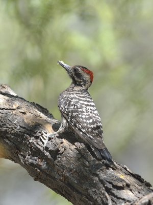 Ladder-backed Woodpecker (Male)