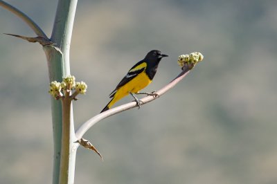 Scott's Oriole (Male)