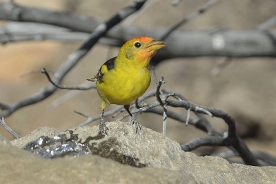 Western Tanager (Male)