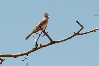 Brown-creasted Flycatcher