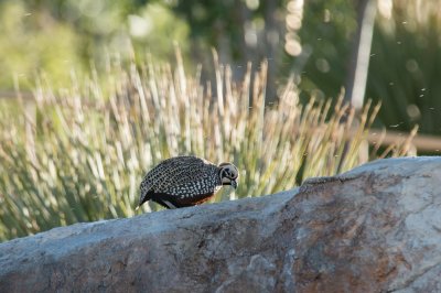 Montezuma Quail (Male)