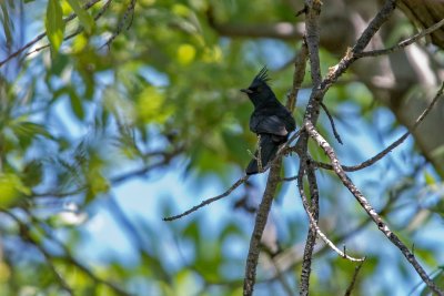 Phainopepla (Male)