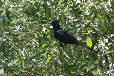 Phainopepla (Male)