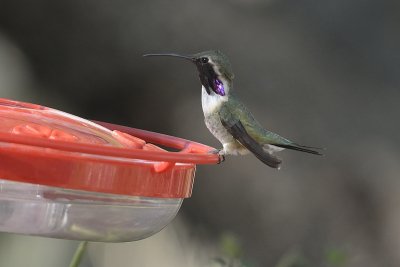 Lucifer Hummingbird (Male)