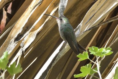 Broad-billed Hummingbird (Female)