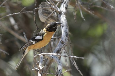 Black-headed Grosbeak (Male)