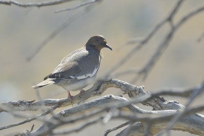 White-winged Dove