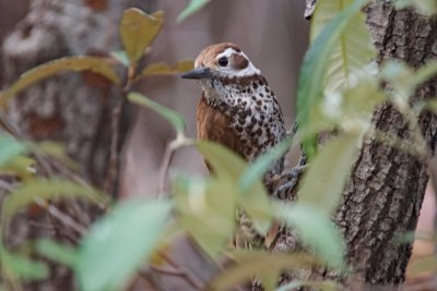 Arizona Woodpecker (Female)