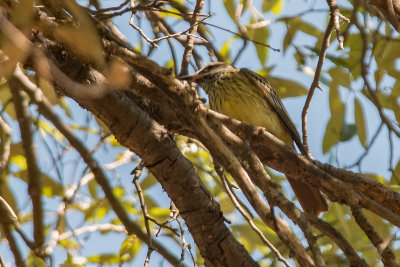 Sulphur-bellied Flycatcher (Male)