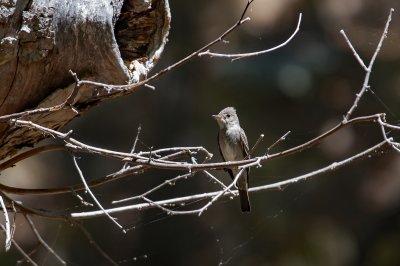 Northern Beardless-Tyrannulet