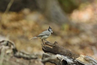 Bridled Titmouse