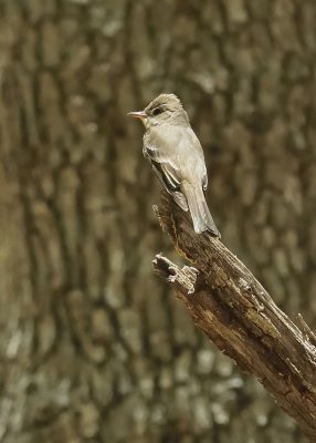 Western Wood Pewee