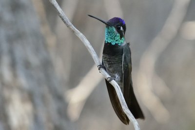 Magnificient Hummingbird