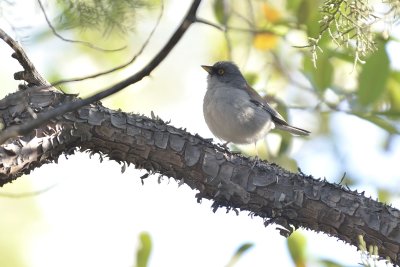 Yellow-eyed Junco