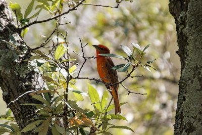 Hepatic Tanager (Male)
