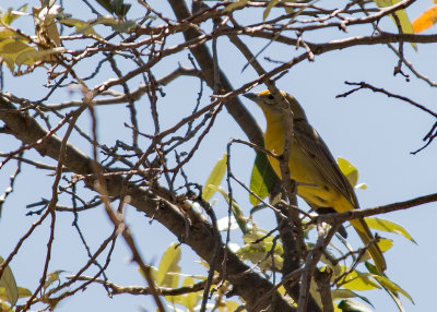 Hepatic Tanager (Female)