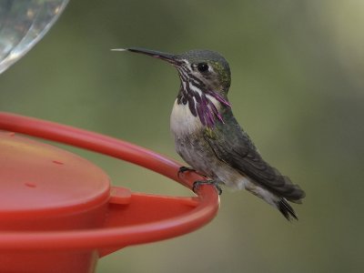 Calliope Hummingbird (Male)