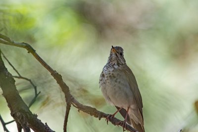 Hermit Thrush