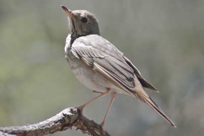 Hermit Thrush