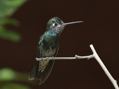 Magnificent Hummingbird (Male)