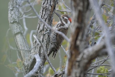 Arizona Woodpecker (Male)
