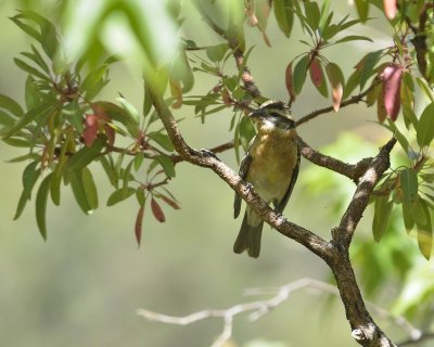 Black-headed Grosbeak (Female)