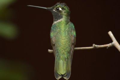 Magnificent Hummingbird (Male)