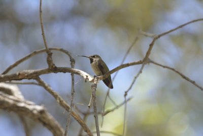 Annas Hummingbird