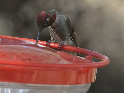 Annas Hummingbird (Male)